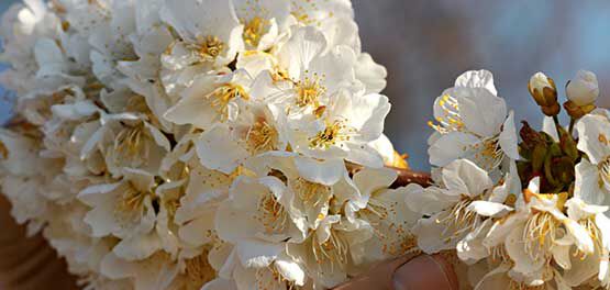 Benefits of Cherry Blossom